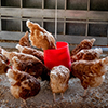 Poultry Feed Industry